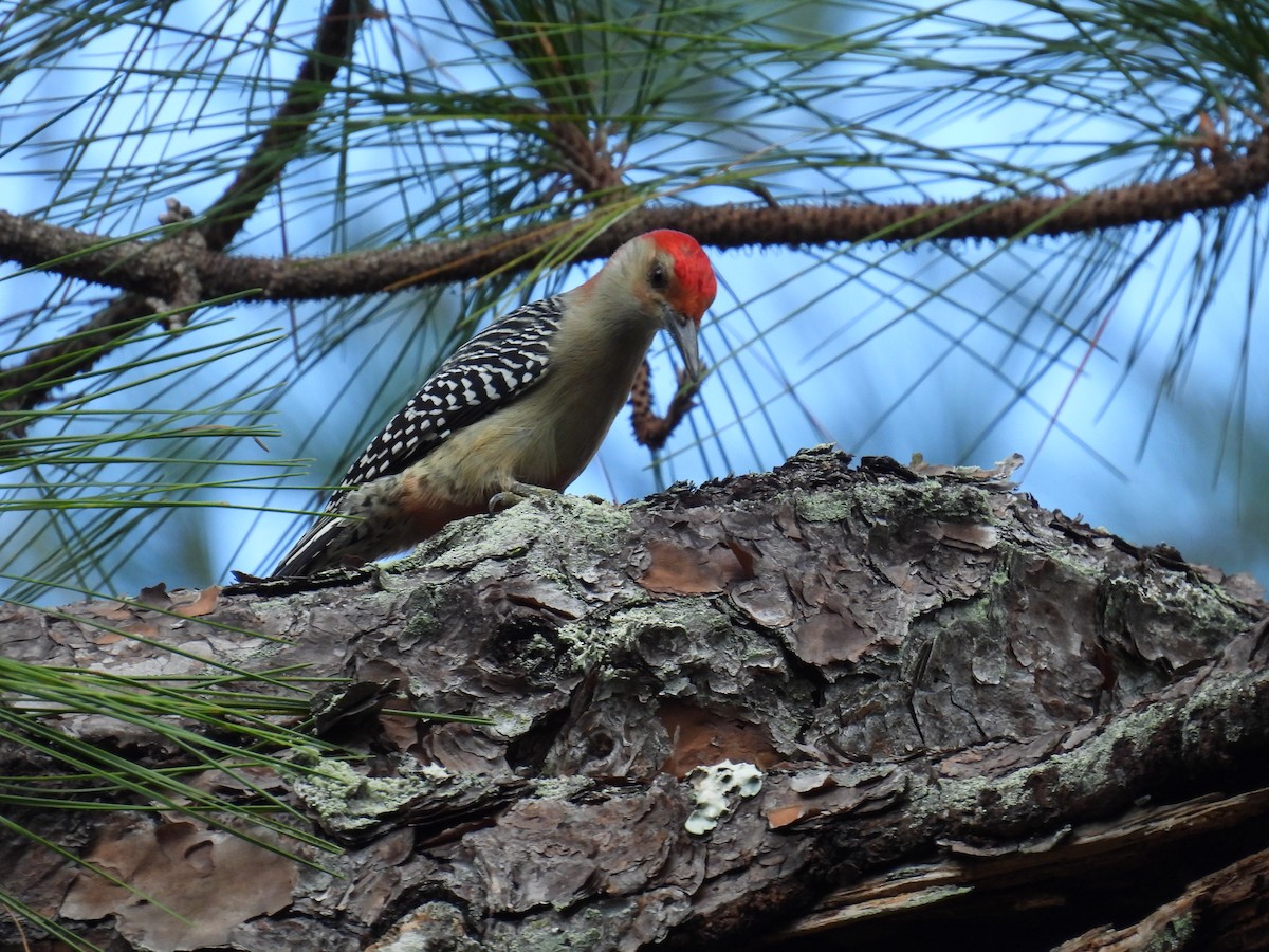 Red-bellied Woodpecker - ML540869271