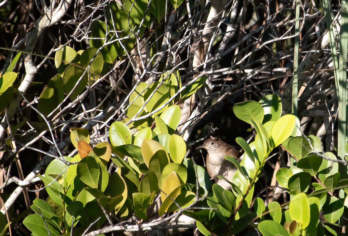 Zapata Wren - ML540869561