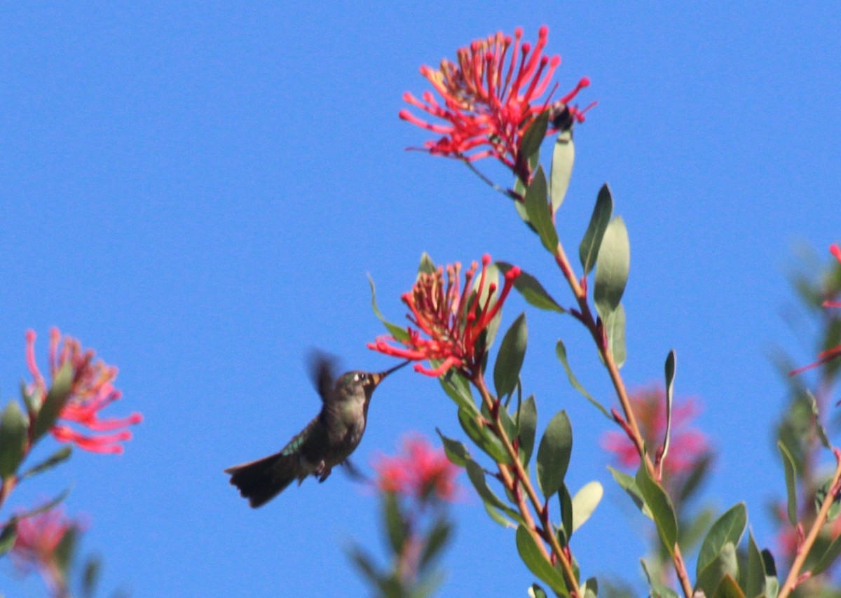 Green-backed Firecrown - ML540870711