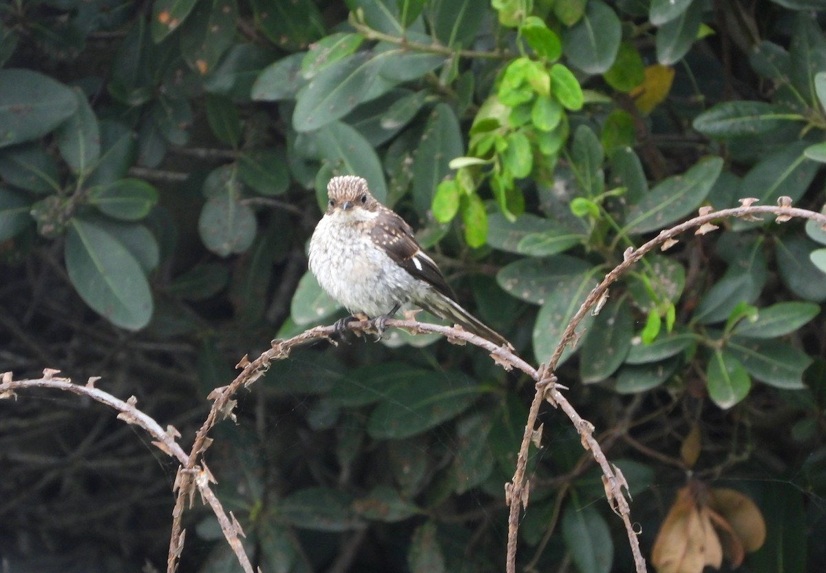 Fiscal Flycatcher - ML540871231