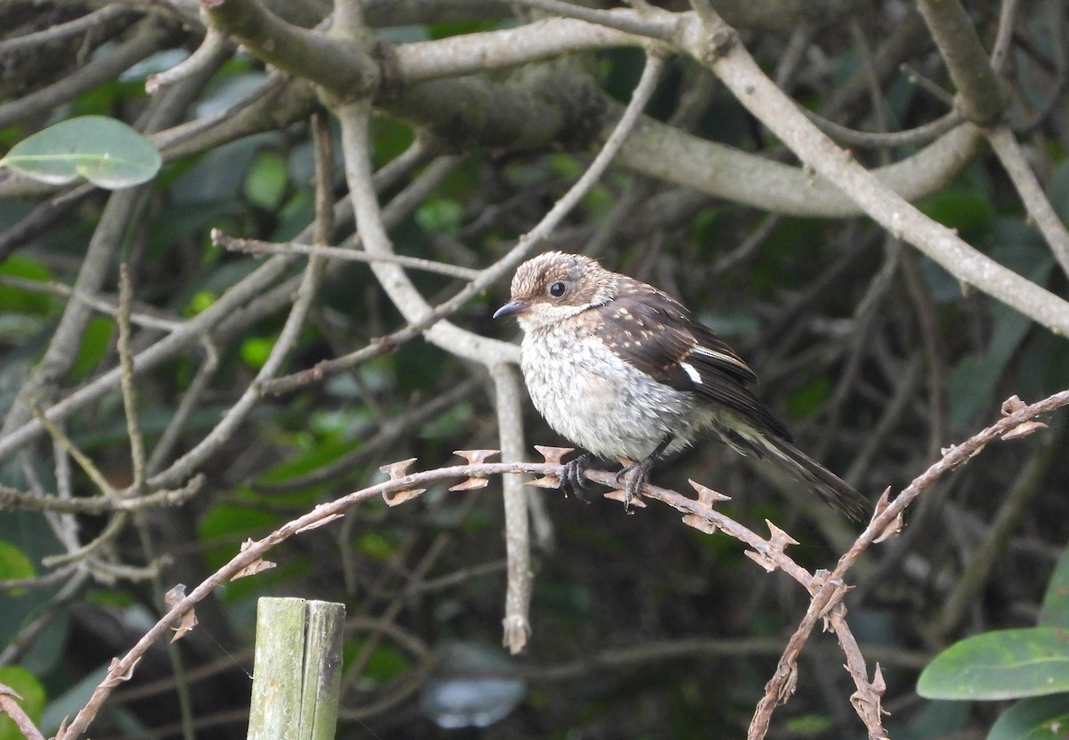 Fiscal Flycatcher - ML540871241