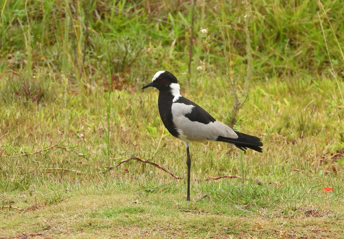 Blacksmith Lapwing - ML540871731