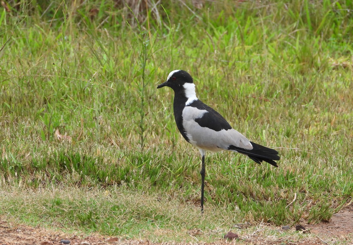 Blacksmith Lapwing - ML540871741