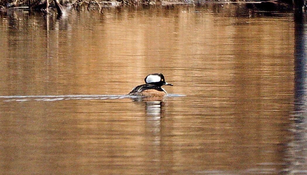 Hooded Merganser - ML540872971