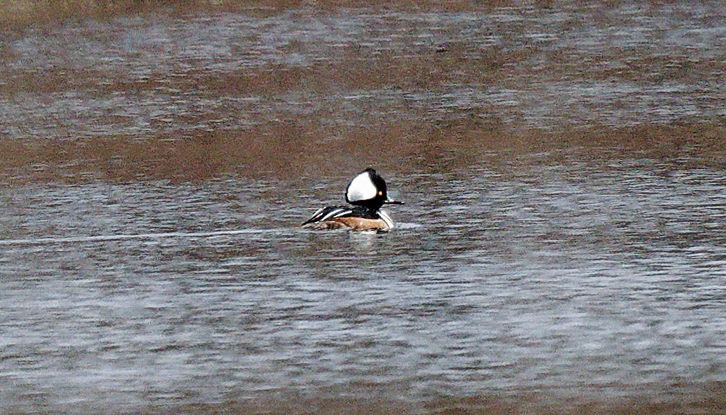 Hooded Merganser - ML540872981