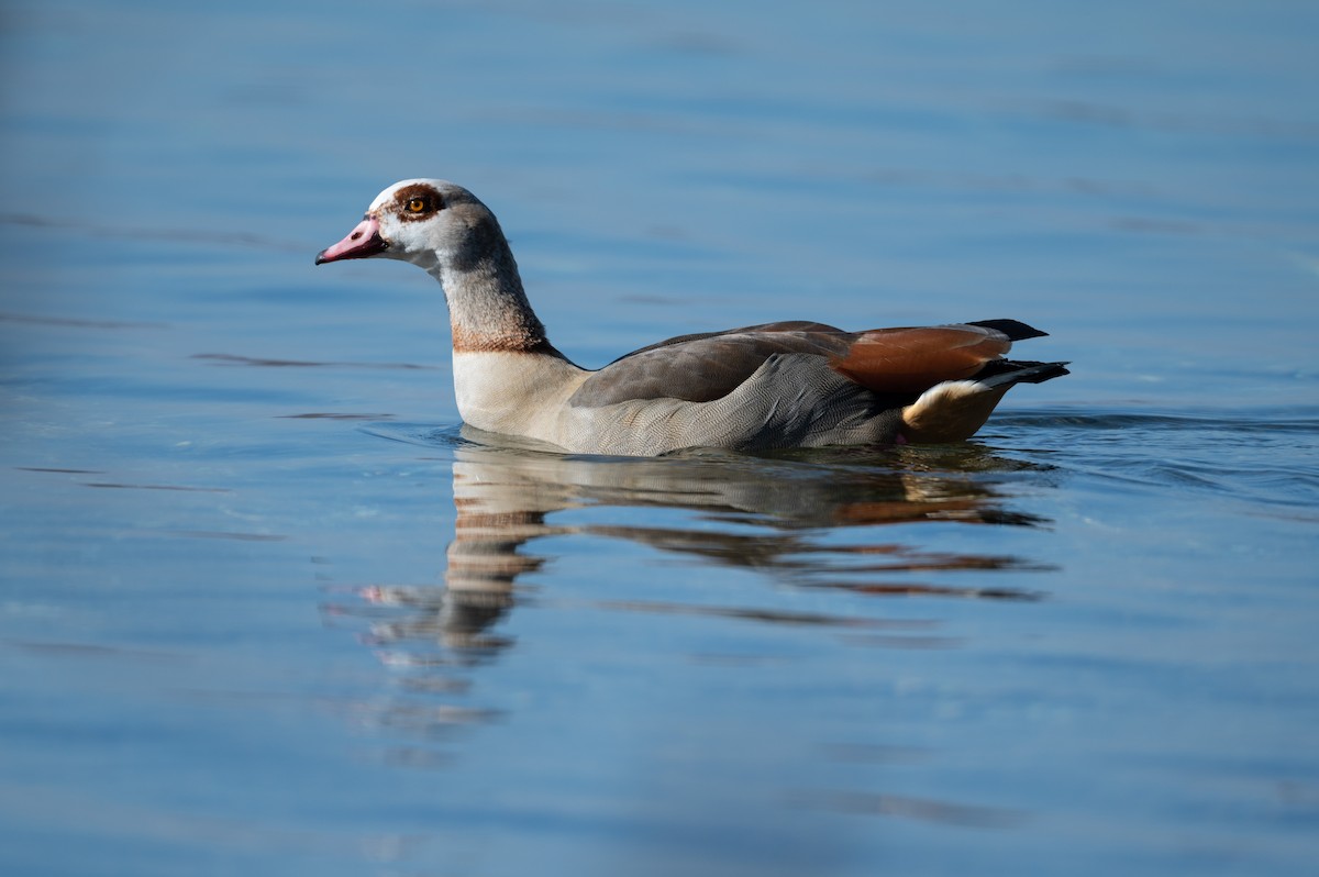 Egyptian Goose - Robert Kohlmann