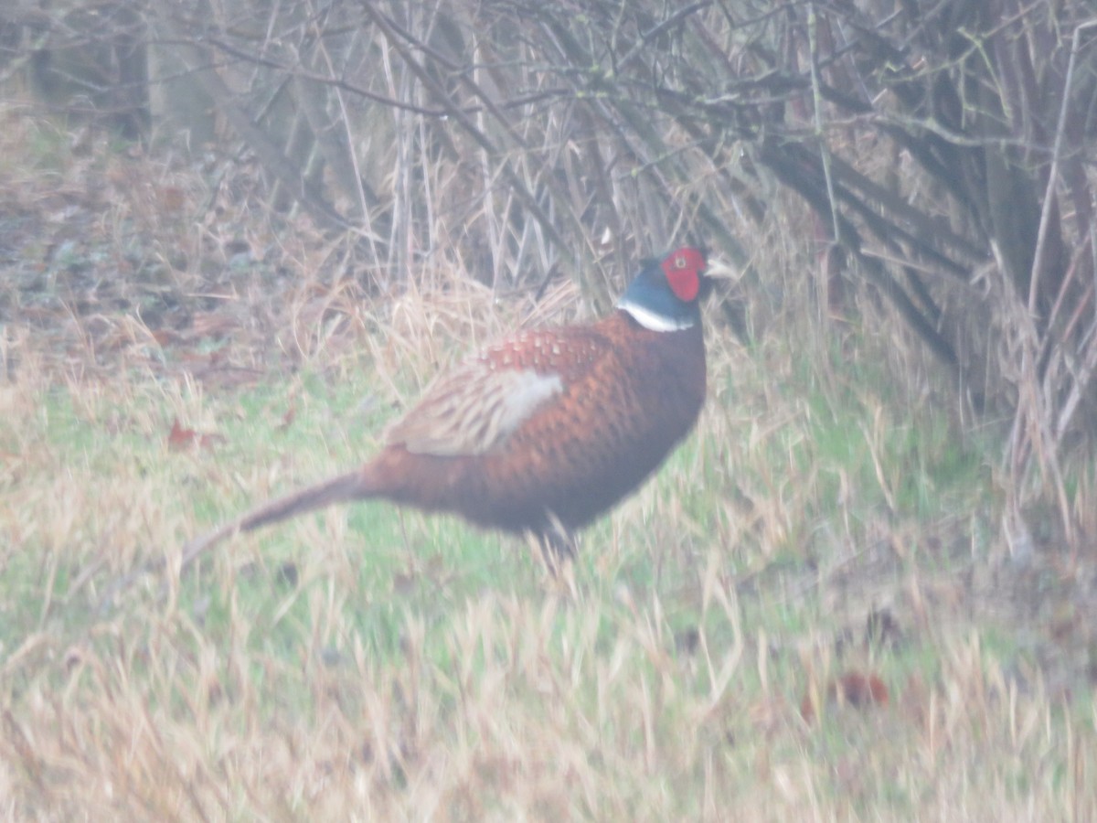 Ring-necked Pheasant - ML540873931