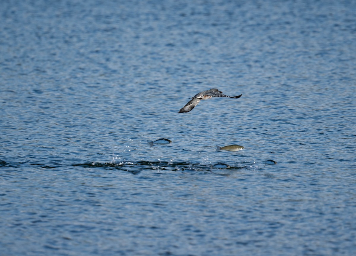 Belted Kingfisher - ML540874071