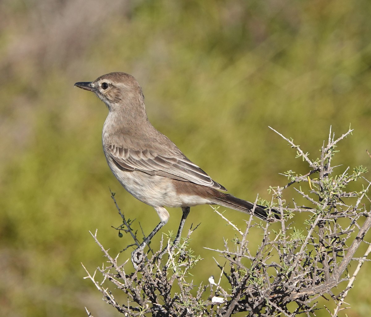 Gray-bellied Shrike-Tyrant - ML540874431