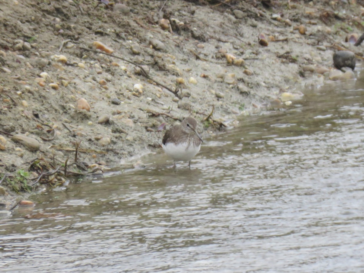 Green Sandpiper - Andres J.S. Carrasco