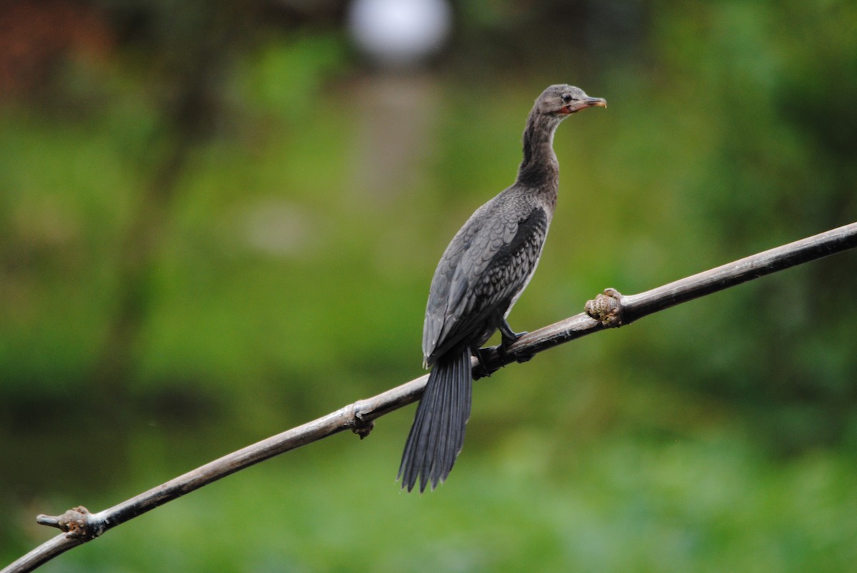 Long-tailed Cormorant - Sveinung Hobberstad