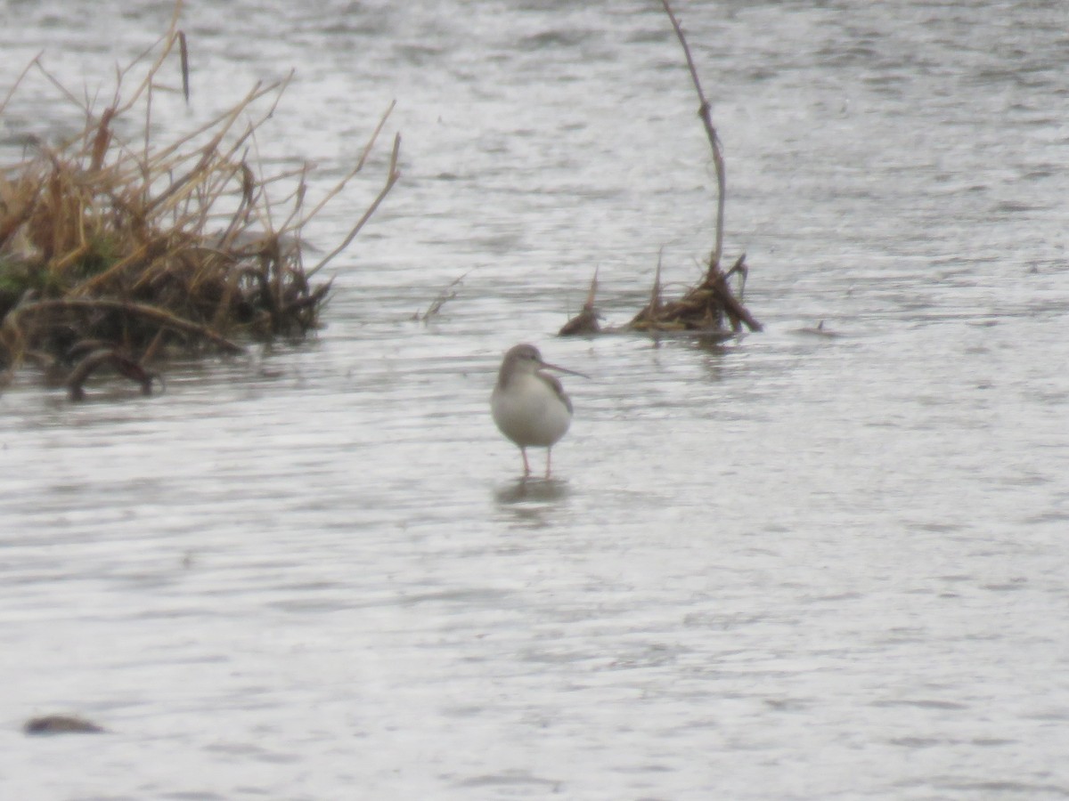 Spotted Redshank - Andres J.S. Carrasco