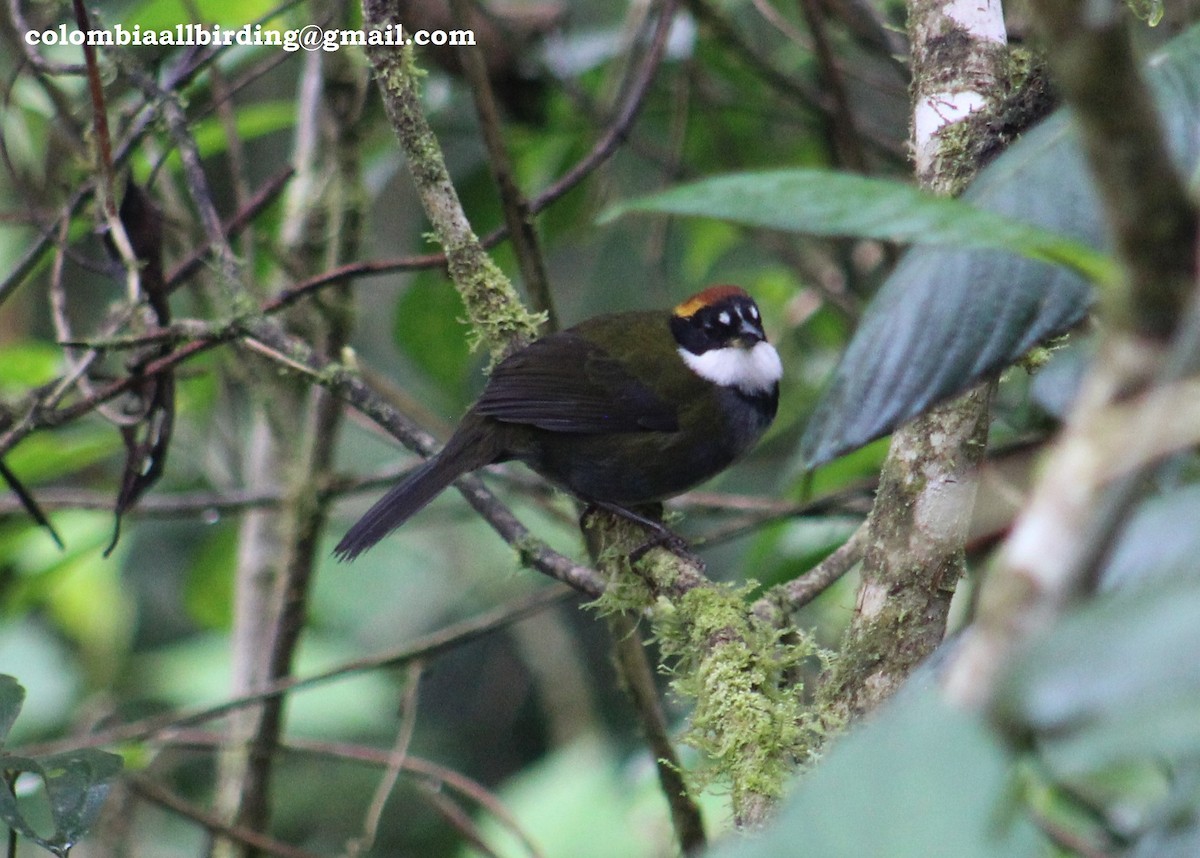 Chestnut-capped Brushfinch - ML540875451