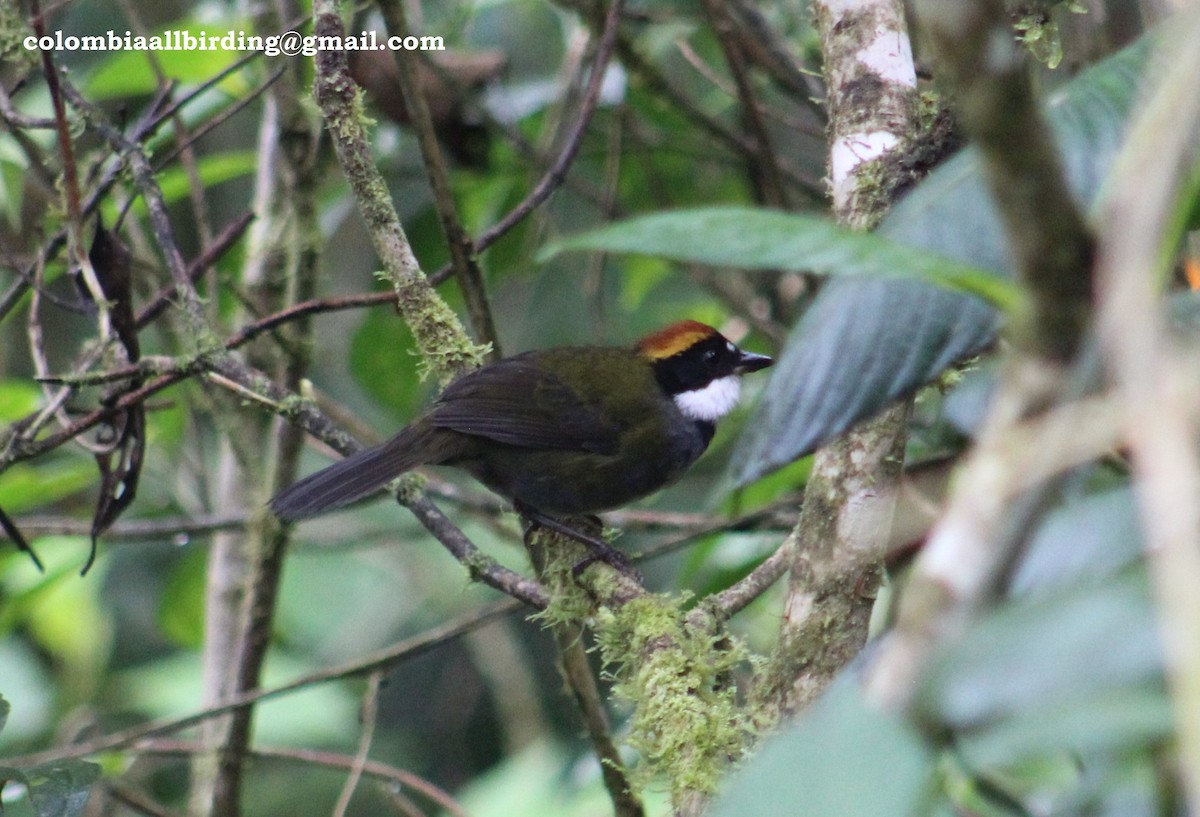 Chestnut-capped Brushfinch - ML540875461