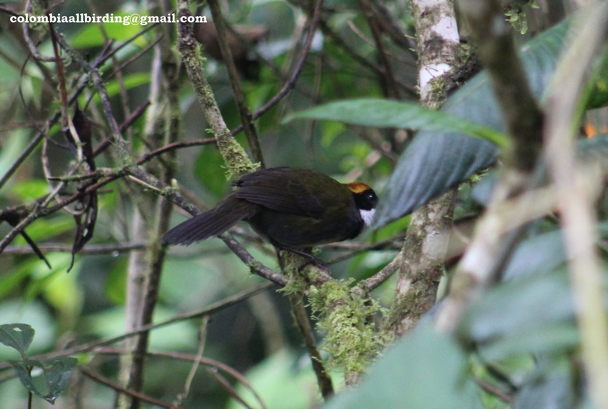 Chestnut-capped Brushfinch - ML540875481