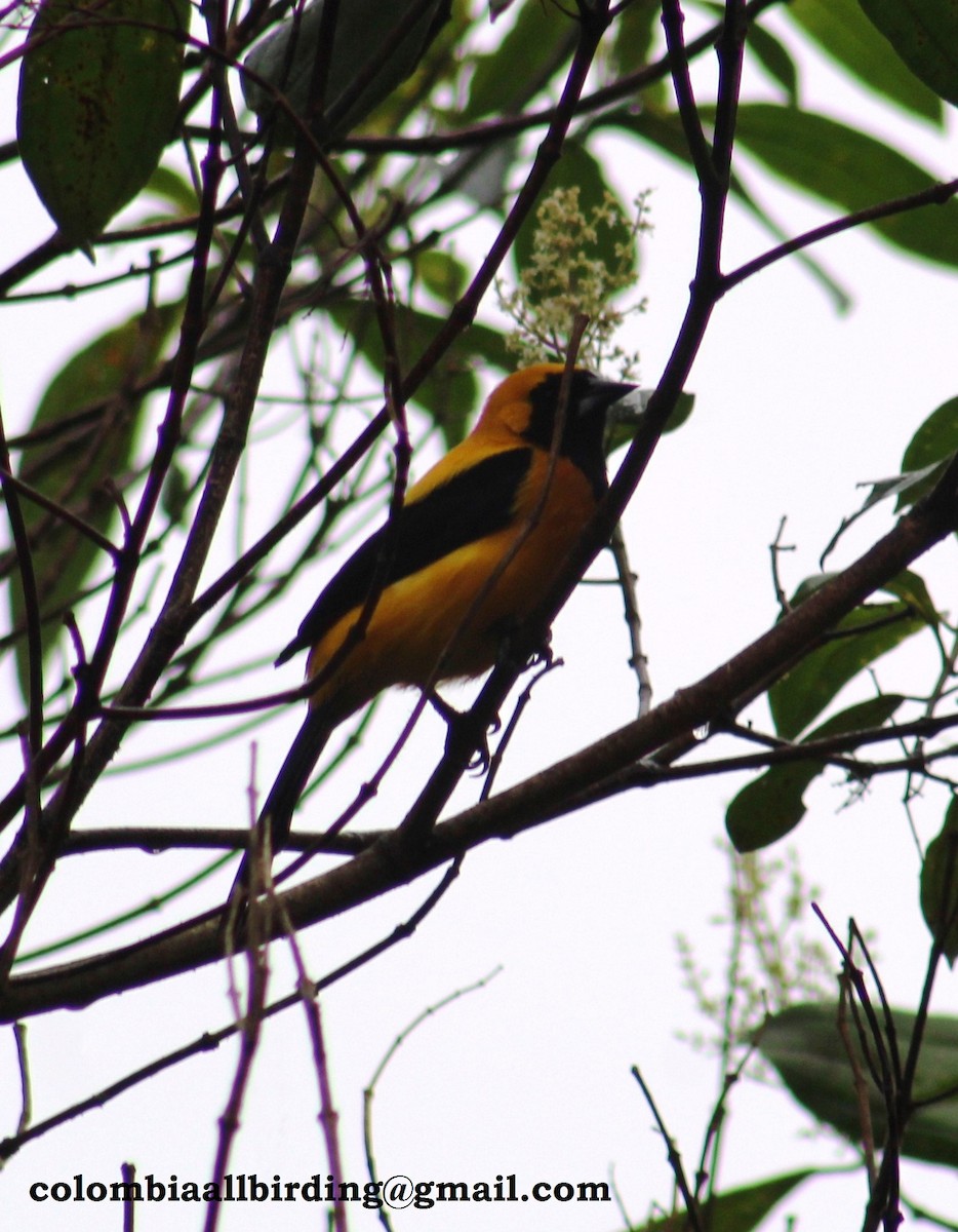 Yellow-backed Oriole - ML540875741