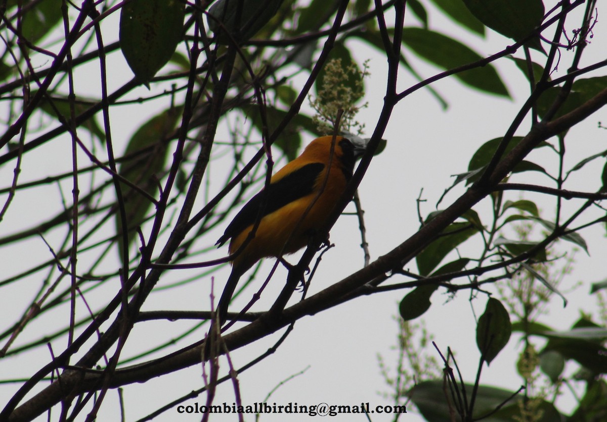 Yellow-backed Oriole - ML540875801