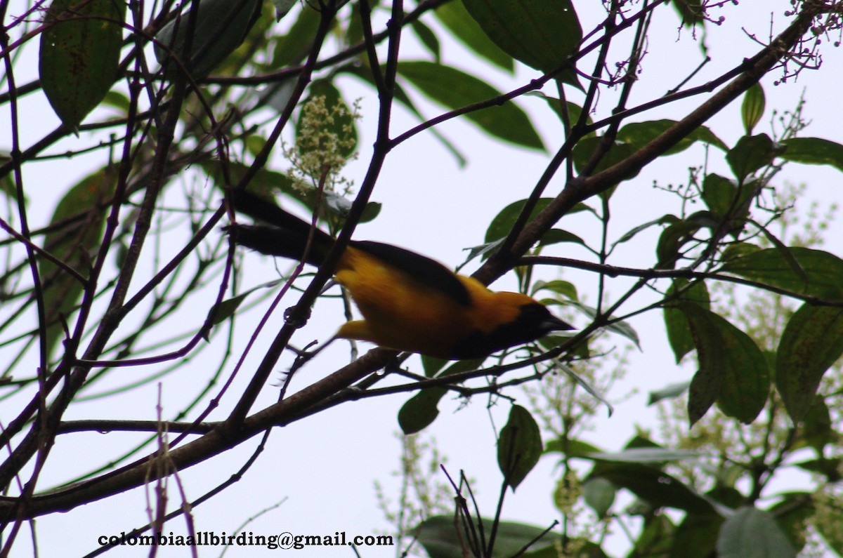 Yellow-backed Oriole - ML540875831