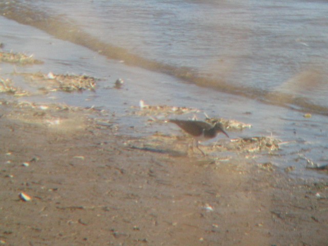 Common Sandpiper - ML540876201