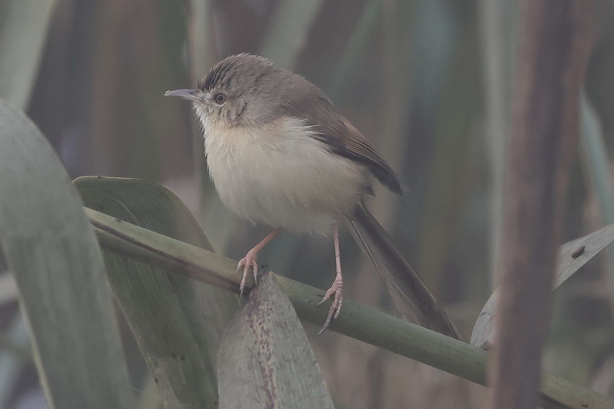 Plain Prinia - ML540876771