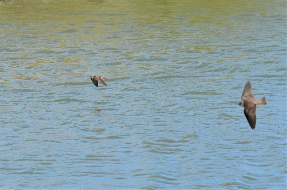 Northern Rough-winged Swallow - ML540877001