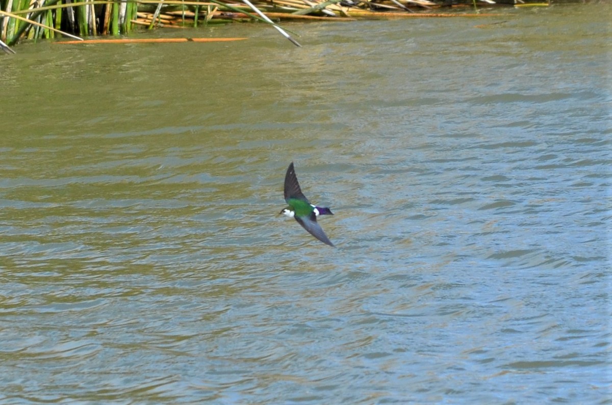 Violet-green Swallow - John Ritchie