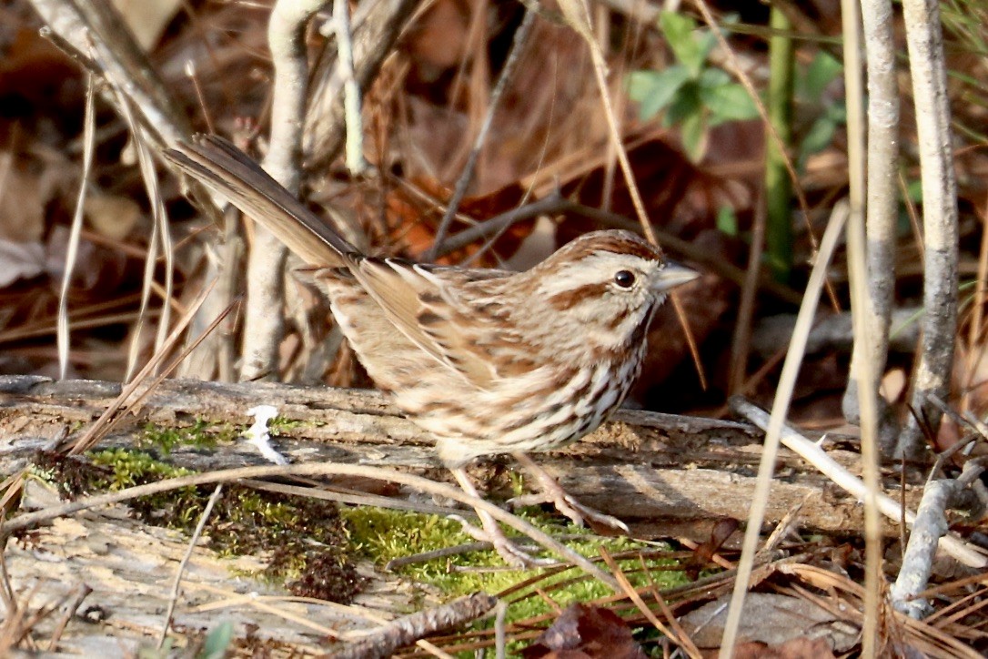 Song Sparrow - Irvin Pitts