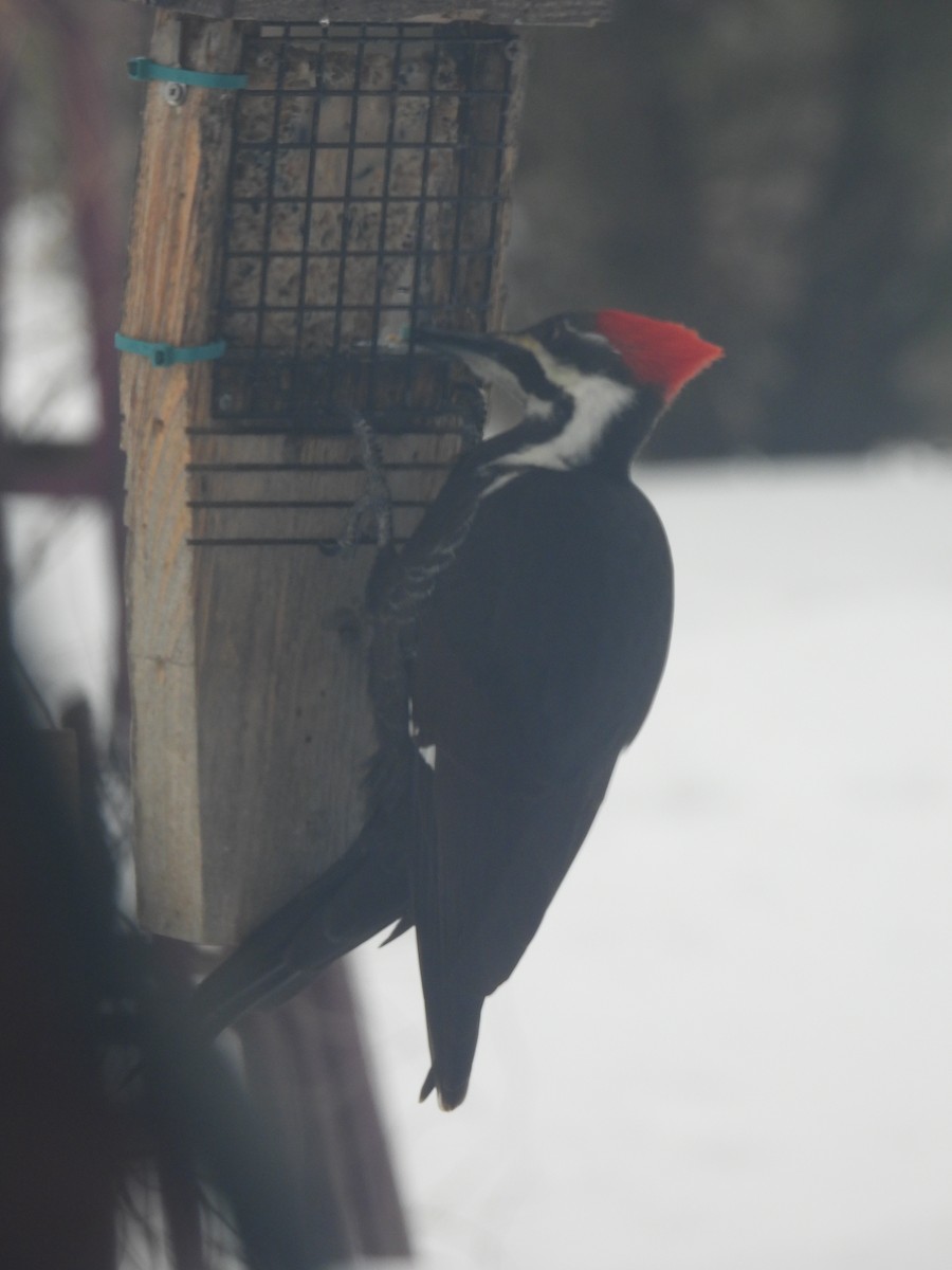 Pileated Woodpecker - Paul & Koni Fank