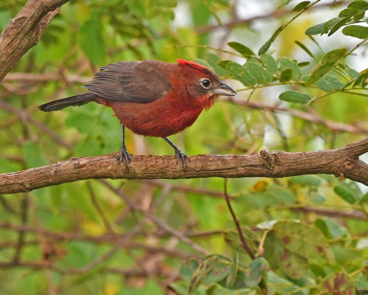 Red-crested Finch - Tini & Jacob Wijpkema