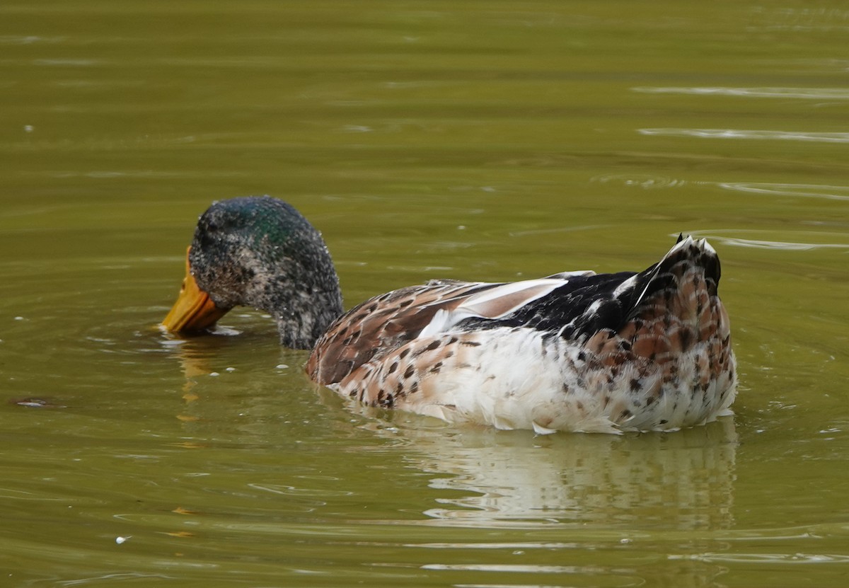Mallard (Domestic type) - ML540879881