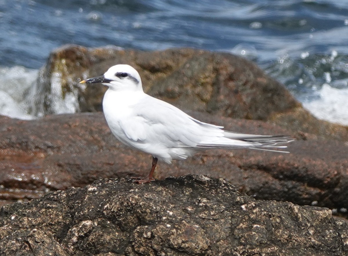 Snowy-crowned Tern - ML540880071