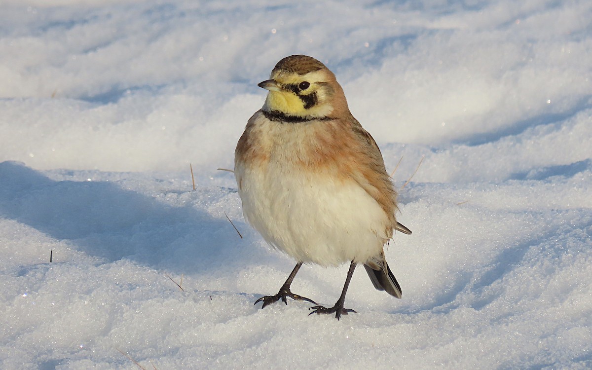 Horned Lark - ML540880371