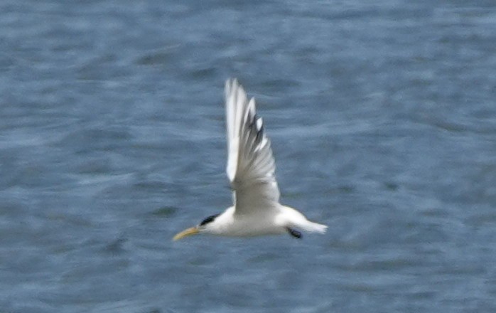 Sandwich Tern - ML540880631