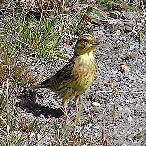 Yellowhammer - Scott Denkers