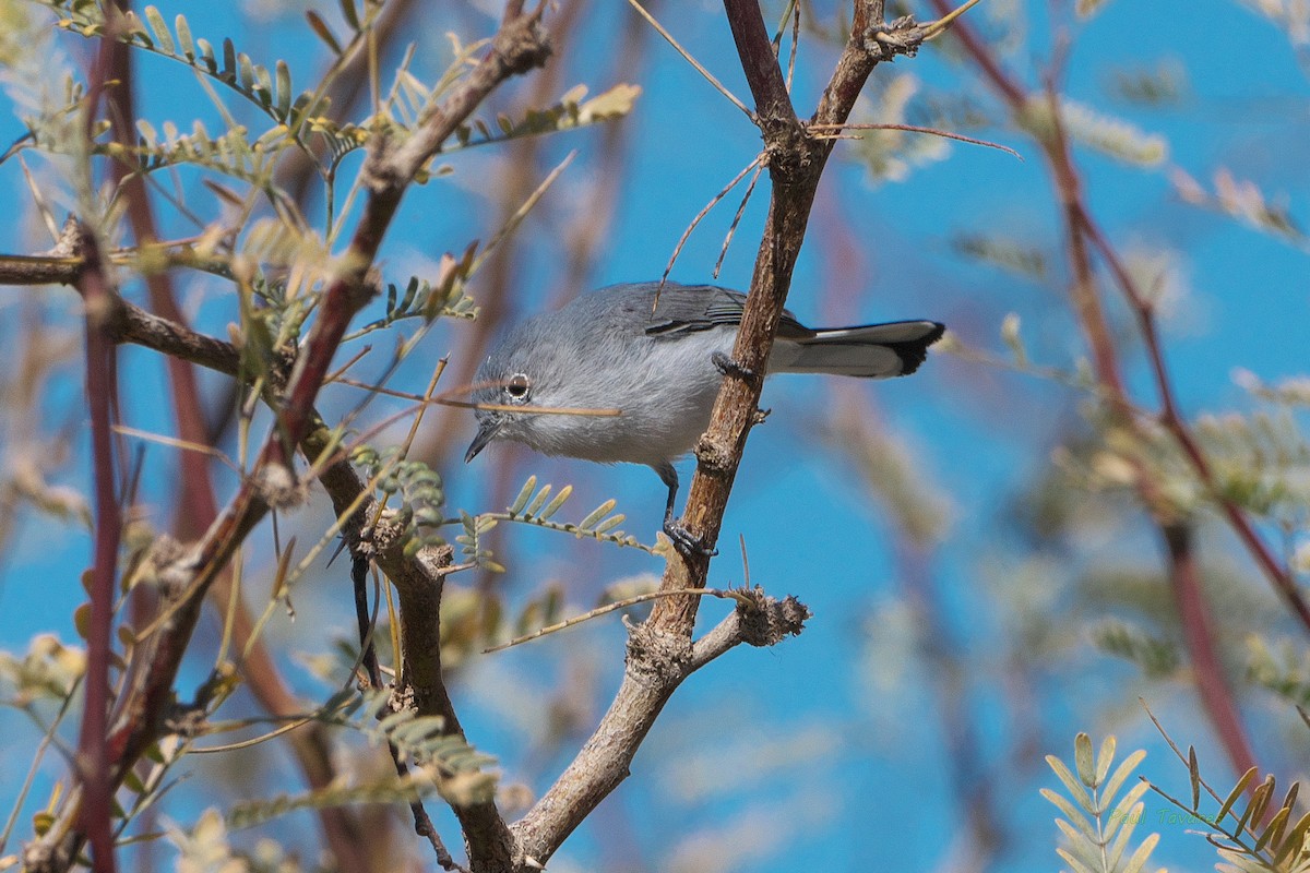 Gobemoucheron gris-bleu - ML540881441