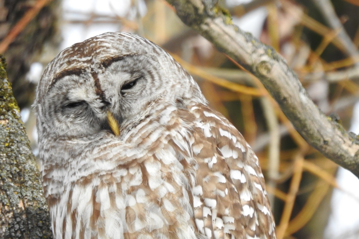 Barred Owl - ML540881811
