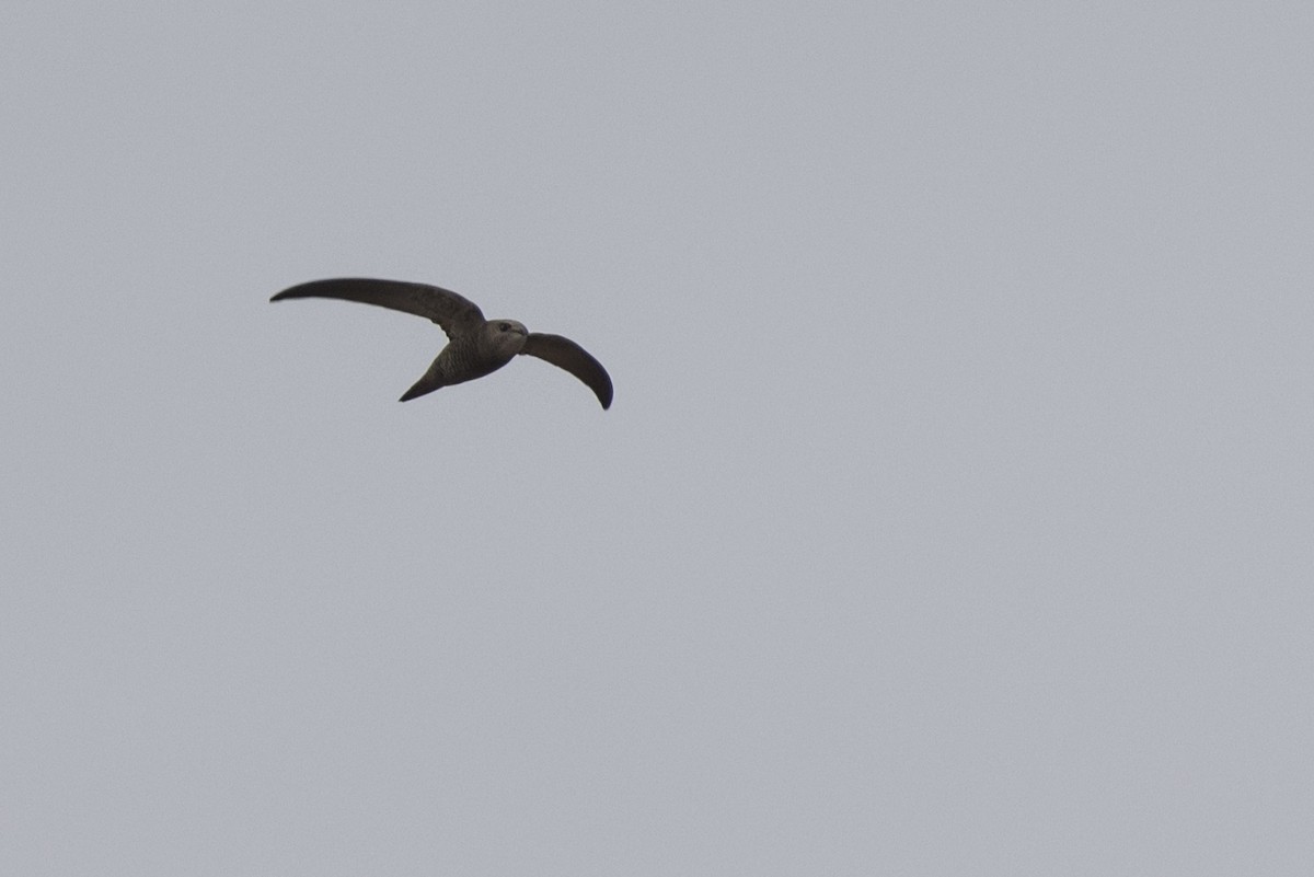 Plain Swift - ML540882421