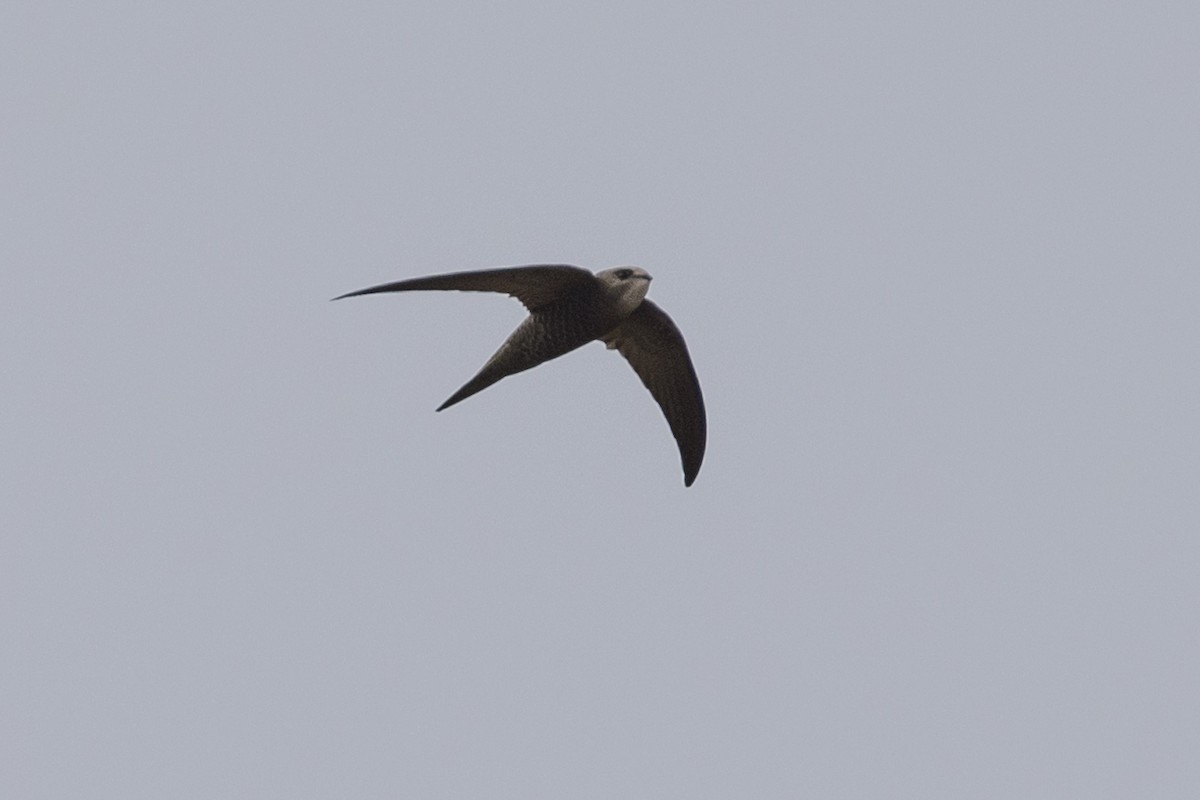 Plain Swift - ML540882451