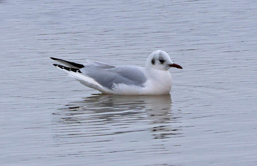 Black-headed Gull - ML540883441