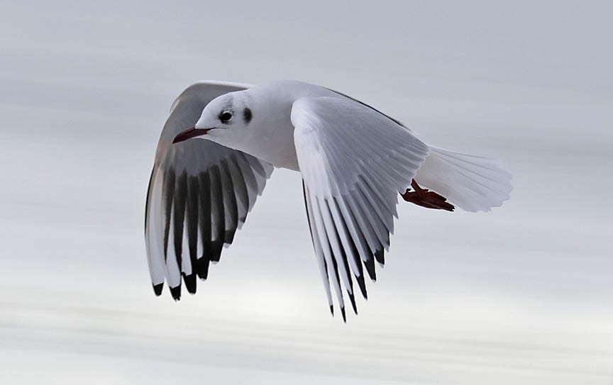 Black-headed Gull - ML540883511