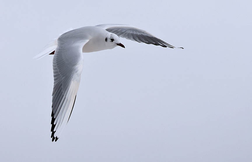 Black-headed Gull - ML540883521