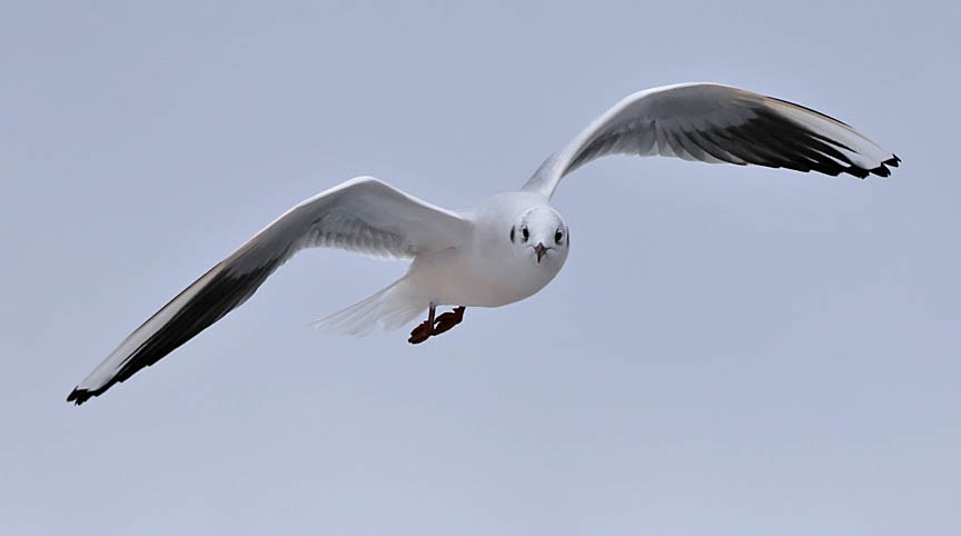 Black-headed Gull - ML540883531