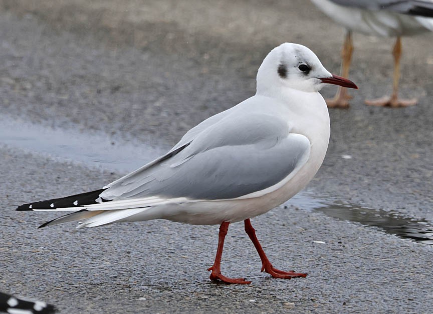 Black-headed Gull - ML540883541