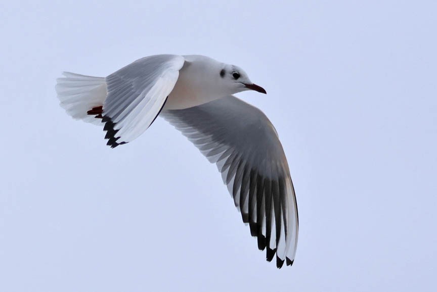 Black-headed Gull - ML540883551