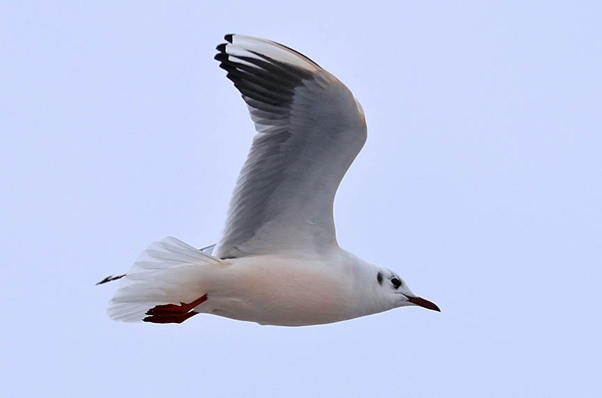 Black-headed Gull - Mark Dennis