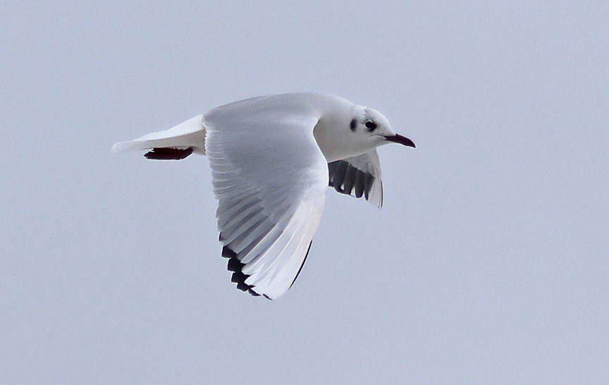 Black-headed Gull - ML540883571