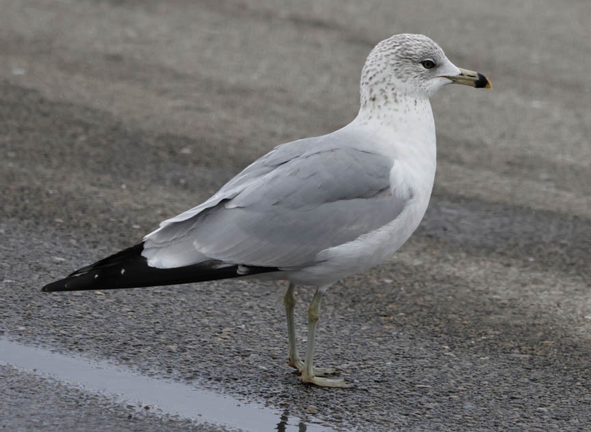 Ring-billed Gull - ML540883641