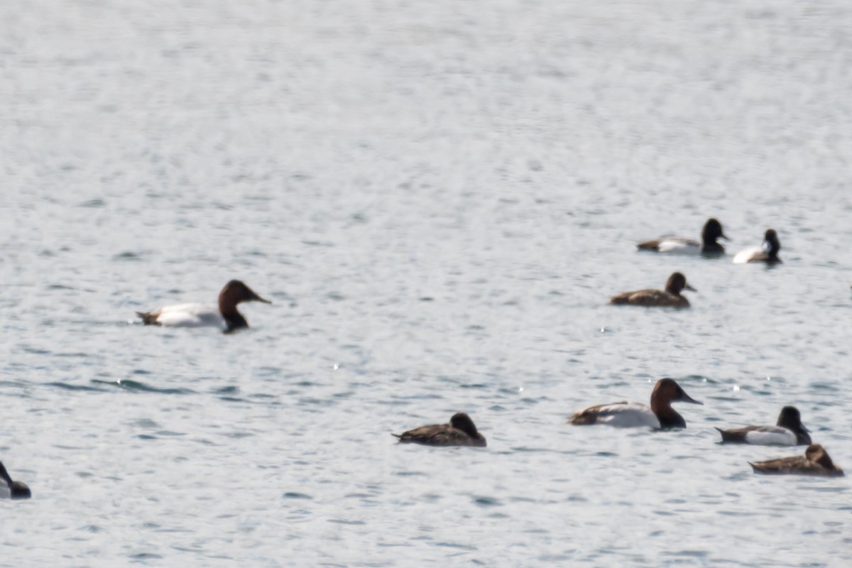 Canvasback - ML540883671