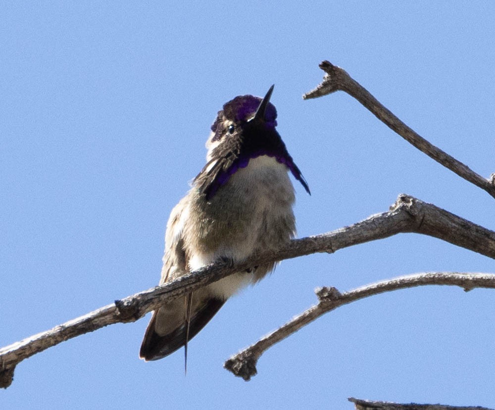 Costa's Hummingbird - ML540884691