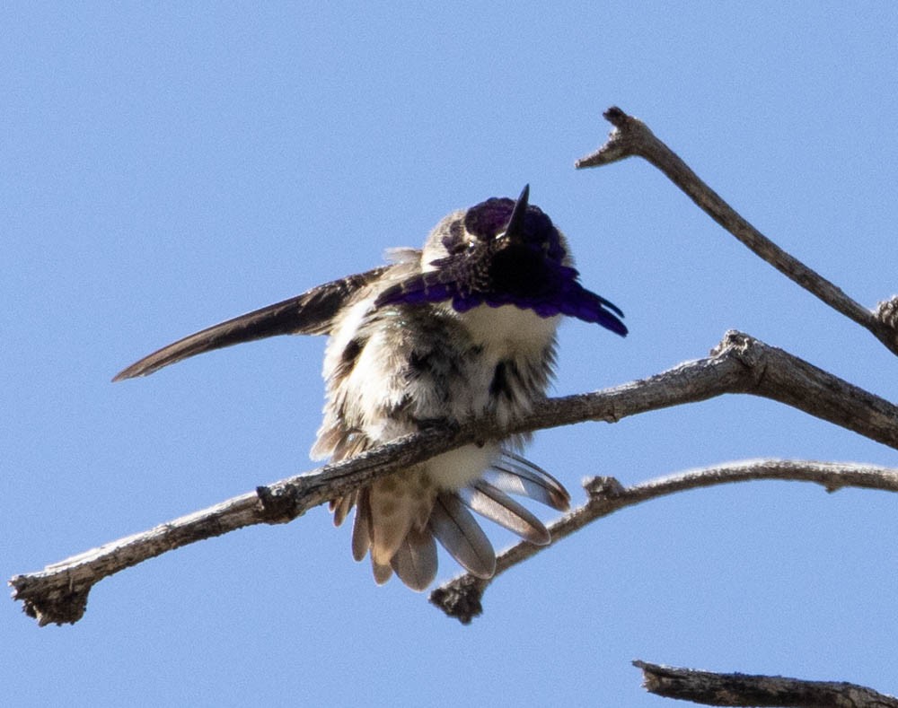 Costa's Hummingbird - ML540884701